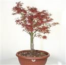 <b>Acero Katsura P/B</b> Esemplare Unico cm 55-97,00 €