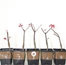 <b>Acero Deshojo Mini P/B</b> Scegli l'Esemplare - cm 20-14,90 €