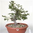 <b>Tasso P/B</b> Esemplare Unico cm 55-180,00 €