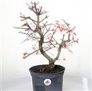 <b>Acero Deshoijo P/B</b> Esemplare Unico cm 45-130,00 €