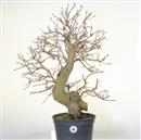 <b>Gelso P/B</b> Esemplare Unico cm 65-150,00 €