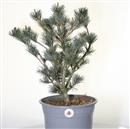 <b>Pino a 5 Aghi P/B</b> Esemplare Unico cm 50-97,00 €