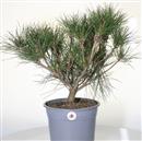 <b>Pino Rosso Giapponese P/B</b> Esemplare Unico cm 55-99,00 €