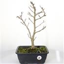 <b>Magnolia Stellata P/B</b> Esemplare Unico cm 45-99,00 €