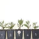 <b>Sequoia Gigante Mini P/B</b> Scegli l'esemplare - cm 15-14,90 €