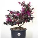 <b>Loropetalum P/B</b> Esemplare Unico cm 40-39,00 €