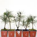 <b>Pino Nero Mini P/B</b> Scegli l'Esemplare - cm 25-9,90 €