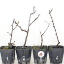 <b>Ciliegio Susino Mini P/B</b> Scegli l'esemplare - cm 20-9,80 €