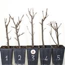 <b>Ciliegio a Grappoli Mini P/B</b> Scegli l'Esemplare - cm 25-9,80 €