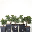 <b>Cameciparis Obtusa Mini P/B</b> Scegli l'Esemplare cm 20-16,90 €