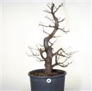 <b>Carpino Nero P/B</b> Esemplare Unico cm 76-260,00 €