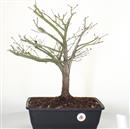 <b>Acero Little Princess P/B</b> Esemplare Unico cm 46-240,00 €