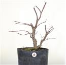 <b>Acero Deshoijo P/B</b> Esemplare Unico cm 53-198,00 €