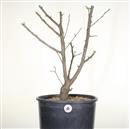 <b>Albicocco Giapponese Rosa P/B</b> Esemplare Unico cm 61-145,00 €