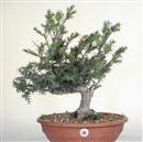 <b>Tasso P/B</b> Esemplare Unico cm 55-220,00 €