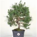 .<b>Pino di Aleppo P/B</b> Esemplare Unico cm 50-97,00 € novi