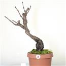 <b>Vite P/B</b> Esemplare Unico cm 54-99,00 € novi