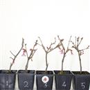 <b>Ciliegio Okame Mini P/B</b> Scegli l'Esemplare - cm 20-12,90 €