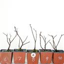 <b>Albero di Giuda Mini P/B</b> Scegli l'Esemplare - cm 20-9,80 €