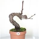 <b>Vite P/B</b> Esemplare Unico cm 47-99,00 € NOVI