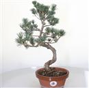 <b>Pino a 5 Aghi P/B</b> Esemplare Unico cm 42-120,00 €