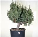 <b>Ginepro Rigida</b> P/B Esemplare Unico cm 70-260,00 €