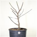 <b>Albicocco Giapponese Rosa P/B</b> Esemplare Unico cm 60-145,00 €