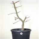 <b>Acero Deshojo P/B</b> Esemplare Unico cm 70-198,00 €