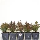 <b>Criptomeria Mini P/B</b> Scegli l'Esemplare cm 20-9,90 €