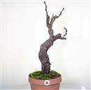 <b>Vite P/B</b> Esemplare Unico cm 60-99,00 €