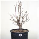 <b>Ciliegio Kojo-no-mai P/B</b> Esemplare Unico cm 58-140,00 €