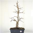 .<b>Acero Tridente P/B</b> Esemplare Unico cm 63-290,00 €