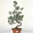 .<b>Pino a 5 Aghi P/B</b> Esemplare Unico cm 54-180,00 € novi-----