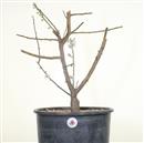 .<b>Albicocco Giapponese Bianco P/B</b> cm 55-145,00 € novi-----