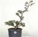 <b>Ginepro Sabina P/B</b> Esemplare Unico cm 60-145,00 €