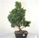 <b>Cameciparis Obtusa P/B</b> Esemplare Unico cm 62-140,00 €