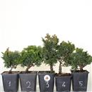 <b>Cameciparis Obtusa Mini P/B</b> Scegli l'Esemplare cm 20-16,90 €