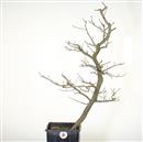 <b>Albero Pagoda P/B</b> Esemplare Unico cm 69-97,00 €