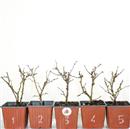 <b>Ciliegio Kojo-no-mai Mini P/B</b> Scegli l'Esemplare - cm 20-9,90 €