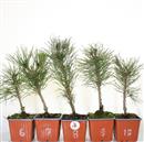 <b>Pino Nero Mini P/B</b> Scegli l'esemplare - cm 25-9,90 €