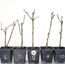 <b>Pesco da Fiore Tao Red</b> Scegli l'Esemplare - cm 35-14,90 €