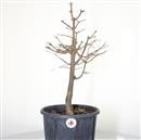 <b>Acero Tridente P/B</b> Esemplare Unico cm 49-97,00 €