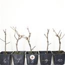 <b>Ciliegio Okame Mini P/B</b> Scegli l'Esemplare - cm 20-12,90 €