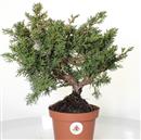 <b>Ginepro Kishu P/B</b> Esemplare Unico cm 32-57,00 €