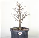 <b>Acero Tridente P/B</b> Esemplare Unico cm 46-97,00 €