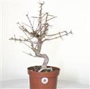 <b>Melograno Nejikan P/B</b> Esemplare Unico cm 45-99,00 €