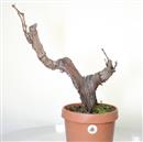 <b>Vite P/B</b> Esemplare Unico cm 50-99,00 €