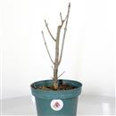 <b>Frassino Mini P/B</b> Esemplare Unico cm 33-12,90 €