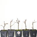 <b>Ciliegio Okame Mini P/B</b> Scegli l'Esemplare - cm 20-12,90 €