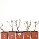 <b>Ciliegio Kojo-no-mai Mini P/B</b> Scegli l'Esemplare - cm 20-9,90 €